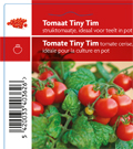 Tomate Tiny tim  - rouge nain (tray 12 pot)